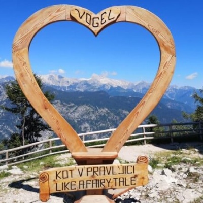 Vogel3.jpg